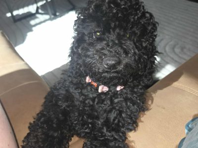 Cavoodle – Burpengary East