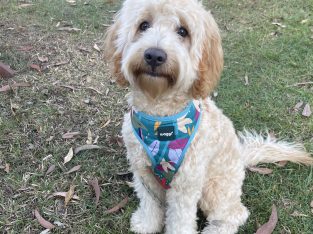 Dogs – Mount Cotton