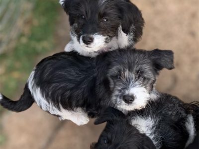 Maltese Shih Tzu – Glen Innes