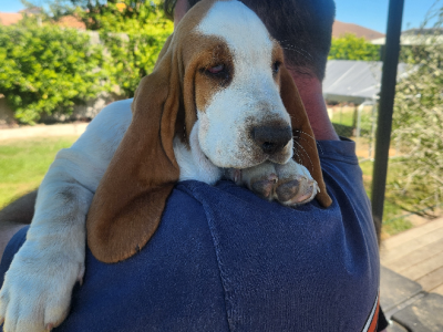 Basset Hound – Emu Park