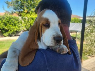 Basset Hound – Emu Park