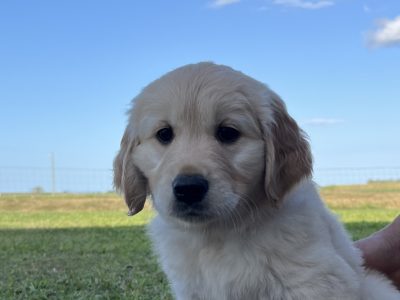 Golden Retriever – Ingham