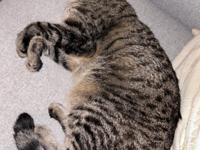 Domestic Short Hair (DSH) – Arena