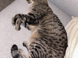 Domestic Short Hair (DSH) – Arena