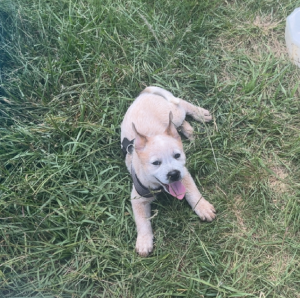 Australian Cattle Dog – Wondai