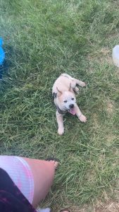 Australian Cattle Dog – Wondai