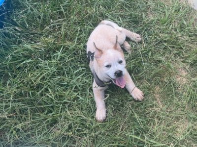 Australian Cattle Dog – Wondai
