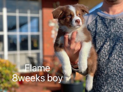 Border Collie – Ballarat