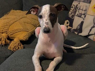 Italian Greyhound – Gwynneville