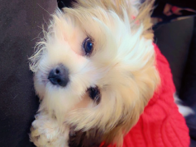 Maltese Shih Tzu – Kilmore