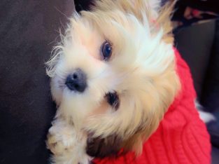 Maltese Shih Tzu – Kilmore