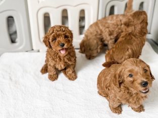 Goldendoodle – nenebrawling