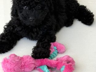 Cavoodle – Hornsby