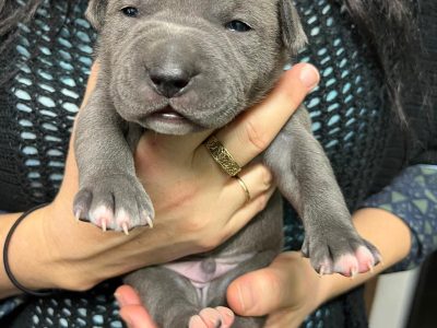 American Staffordshire Bull Terrier – Stratham