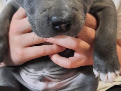 American Staffordshire Bull Terrier – Stratham