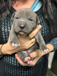 American Staffordshire Bull Terrier – Stratham