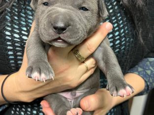 American Staffordshire Bull Terrier – Stratham