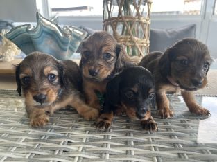 Dogs – South Nowra