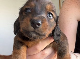 Miniature Dachshund – Chinchilla