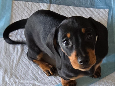 Miniature Dachshund – Newport