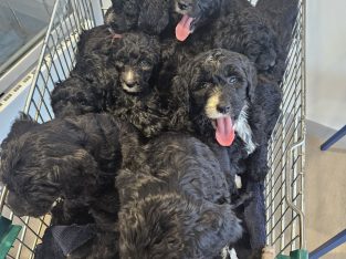Old English Sheepdog – Burpengary