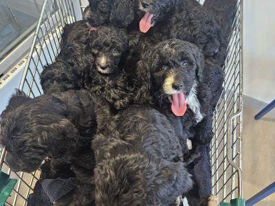 Old English Sheepdog – Burpengary