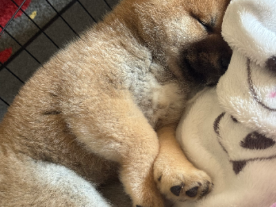 Shiba Inu – Werribee