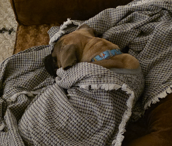 American Staffordshire Bull Terrier – Mernda