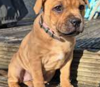 American Staffordshire Bull Terrier – Mernda