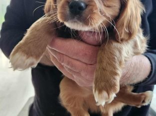 Cavoodle – Three Bridges