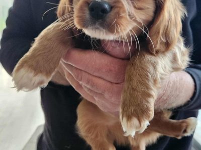 Cavoodle – Three Bridges