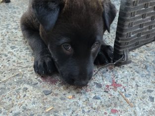 Kelpie – Caloundra