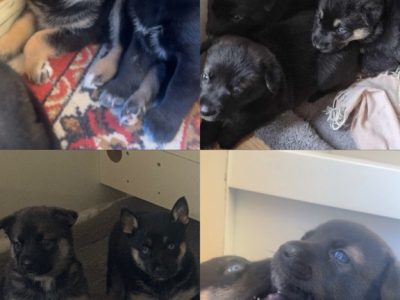 German Shepherd – Melbourne