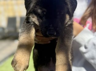 German Shepherd – Murrumba