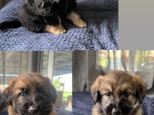 Belgian Shepherd Dog – Casino