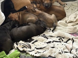 American Staffordshire Bull Terrier – Ballajura