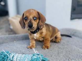 Miniature Dachshund- Greenbank