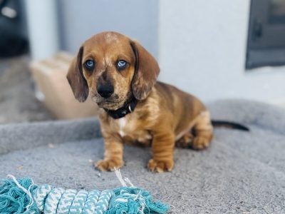 Miniature Dachshund- Greenbank