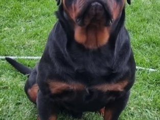Rottweiler – Melbourne