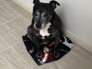 Staffordshire Bull Terrier – South Windsor