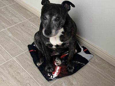Staffordshire Bull Terrier – South Windsor