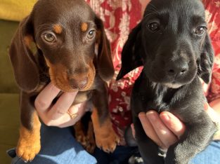 Dachshund – Southport