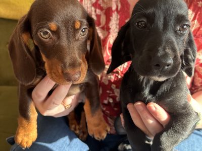 Dachshund – Southport