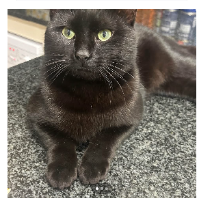 Russian – Castle Hill