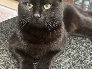 Russian – Castle Hill