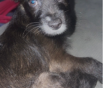 Pomeranian – Warrawong