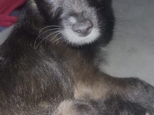 Pomeranian – Warrawong