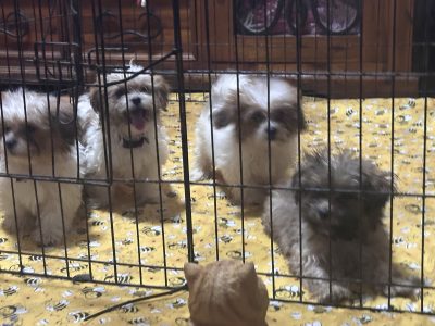Maltese Shih Tzu – Ingham