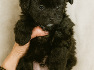 Toy Poodle – Busselton