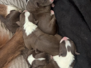 Border Collie – Will